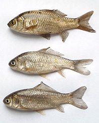 Color and shape variations of three Prussian carp.