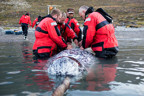 Researchers tagging a rare east Greenland narwhal.Photo: Carsten Egevang